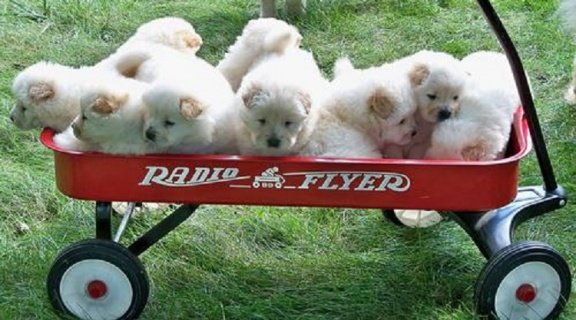 Chow Chow pups voor adoptie - 2