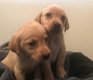 Labrador Retriever pups voor adoptie - 1 - Thumbnail
