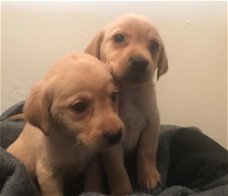 Labrador Retriever pups voor adoptie