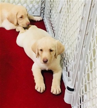 Labrador Retriever pups voor adoptie - 2