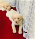 Labrador Retriever pups voor adoptie - 2 - Thumbnail