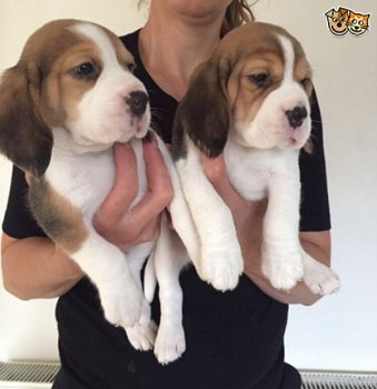 Beagle pups voor adoptie schattig - 1