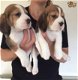Beagle pups voor adoptie schattig - 1 - Thumbnail