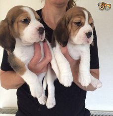 Beagle pups voor adoptie schattig