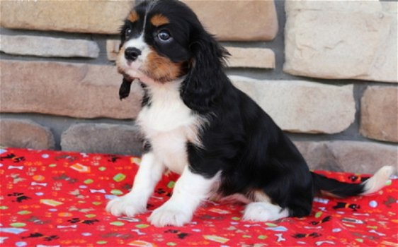 Cavalier King Charles Spaniel Pups Ter adoptie - 1