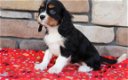 Cavalier King Charles Spaniel Pups Ter adoptie - 1 - Thumbnail