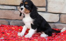 Cavalier King Charles Spaniel Pups Ter adoptie