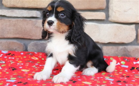 Cavalier King Charles Spaniel Pups Ter adoptie - 2