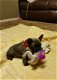 Franse Bulldogpups Ter adoptie - 2 - Thumbnail