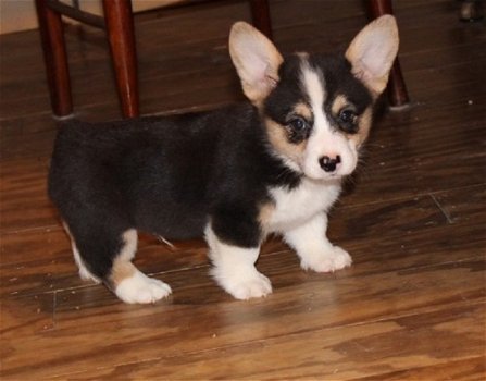 Pembroke Welsh Corgi Pups Ter adoptie - 1