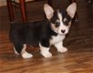 Pembroke Welsh Corgi Pups Ter adoptie - 1 - Thumbnail