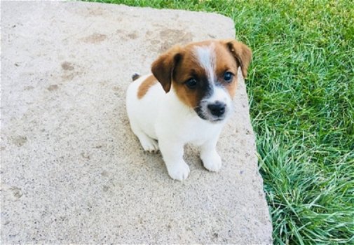 Jack Russell Terrier Pups Ter adoptie - 1