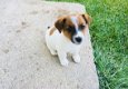 Jack Russell Terrier Pups Ter adoptie - 1 - Thumbnail