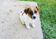 Jack Russell Terrier Pups Ter adoptie