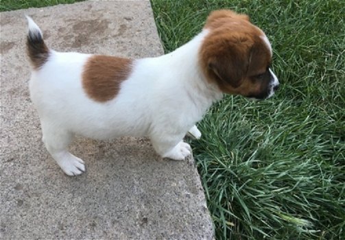 Jack Russell Terrier Pups Ter adoptie - 2