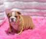 Engelse Bulldog puppies ter adoptie - 1 - Thumbnail