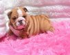 Engelse Bulldog puppies ter adoptie - 2 - Thumbnail