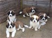 Sint Bernard puppies ter adoptie - 1 - Thumbnail