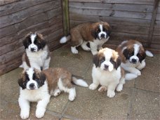 Sint Bernard puppies ter adoptie