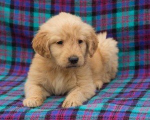 Golden Retriever Pups Ter adoptie - 1