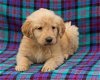 Golden Retriever Pups Ter adoptie - 1 - Thumbnail