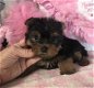 Mannelijke en vrouwelijke Yorkie-puppy's - 2 - Thumbnail