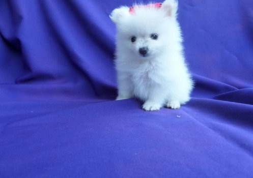 Pomeranian Pups ter adoptie - 1