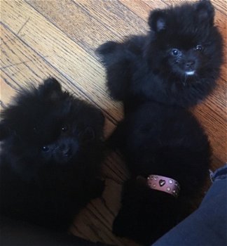 Pomeranian Pups ter adoptie - 2