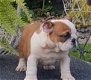 Engelse bulldog pups met fci stamboom - 2 - Thumbnail