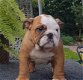 Engelse bulldog pups met fci stamboom - 3 - Thumbnail