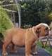 Engelse bulldog pups met fci stamboom - 4 - Thumbnail