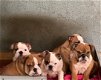 Engelse bulldog pups met fci stamboom - 5 - Thumbnail