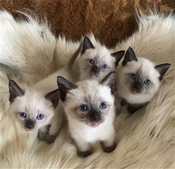 Mooie Siamese Kittens - 1