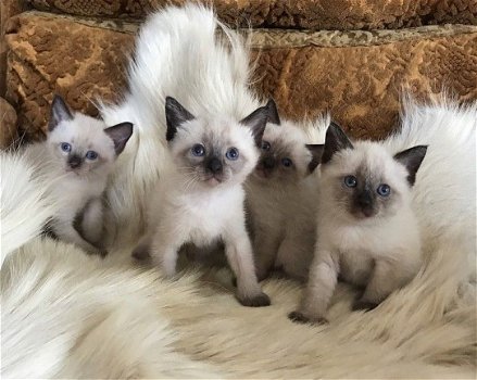 Mooie Siamese Kittens - 2