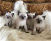 Mooie Siamese Kittens - 2 - Thumbnail