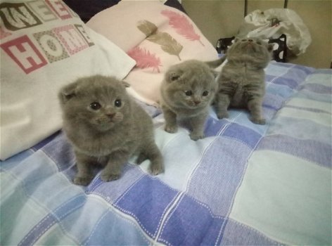 Scottish Fold Kittens - 1