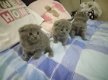 Scottish Fold Kittens - 1 - Thumbnail