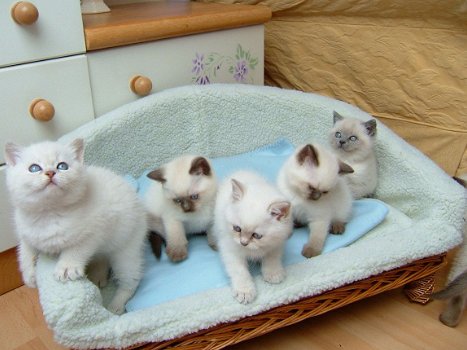 Ragdoll kittens te koop - 1