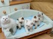 Ragdoll kittens te koop - 1 - Thumbnail