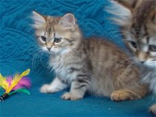 Siberische kitten te koop