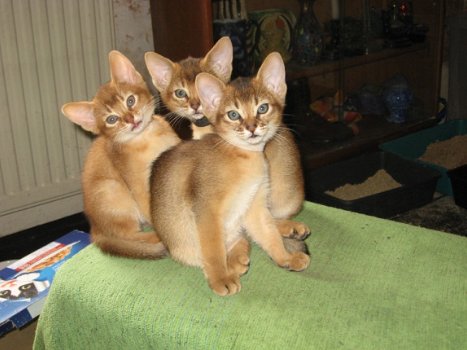 Purebreed Abessijnse Rudy Kittens te koop - 1