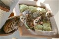 Aanbiddelijke Savannah-katjes te koop - 1 - Thumbnail
