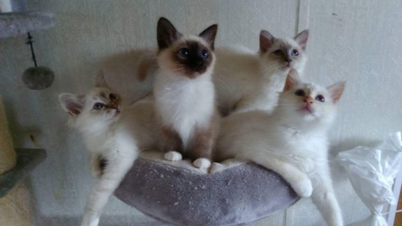 Cream Point Birmans kittens te koop - 1