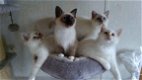 Cream Point Birmans kittens te koop - 1 - Thumbnail