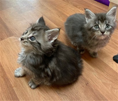 Maine Coon kittens mannelijk en vrouwelijk - 2