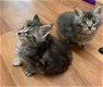 Maine Coon kittens mannelijk en vrouwelijk - 2 - Thumbnail