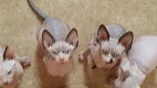 Sphynx kittens te koop - 1 - Thumbnail
