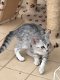 Mooie Egyptische Mau Kittens - 1 - Thumbnail