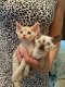 Devon Rex Kittens - 1 - Thumbnail