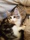Noorse kittens - 1 - Thumbnail